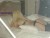 Yeni Ataşehir Escort Beren - Image 6